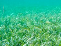Snorkeling used to be really good on Orient Beach but with the  Christmas winds  the water was a little murky and apparently the snorkeling wasn&#39;t as good. Regardless, we enjoyed the little bit we did!